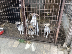 Die Hunde in Lajosmizse (2)