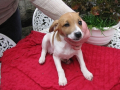 Lilli