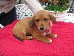 Barni