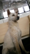 Süti