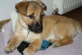 Pamina