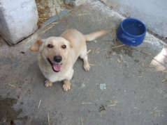 Beni