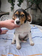 Bruno