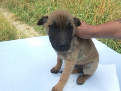 Kali