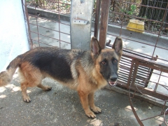 Elisa