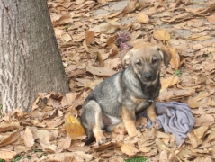 Etta