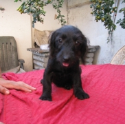 Marti