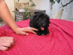 Pufi