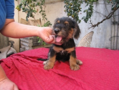 Vaci