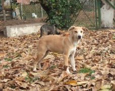 Fauna