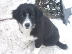 Lilli