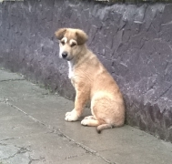 Deblin