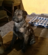 Lilka