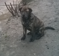 Soffi