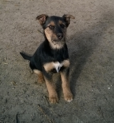 Romy
