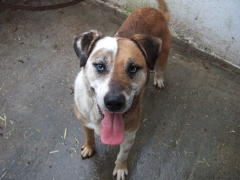 Kallo