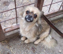 Tini