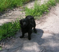 Bea