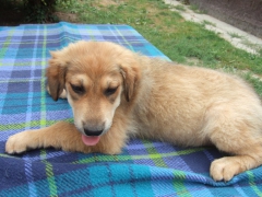 Lotti