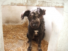 Moro
