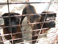 Hosi und Herko