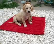 Amy