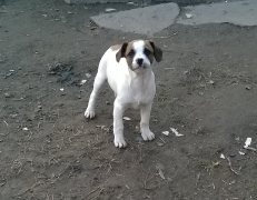 Alec