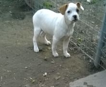 Annie