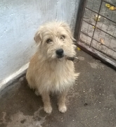 Mora2