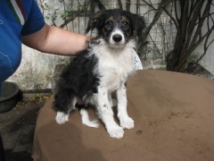 Nelli
