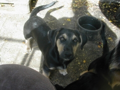 Dex