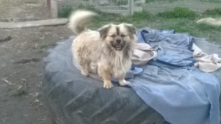 Boby