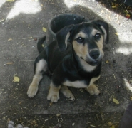 Lujzi