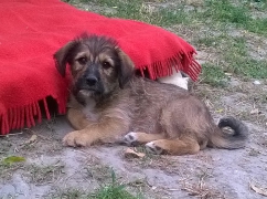 Holly