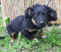 Kessi