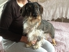 Hunde Zuhause 2013