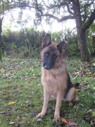 Hunde Zuhause 2017