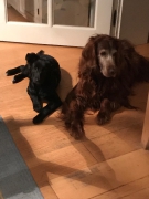 Bärly, Mogli und Kozy Zuhause