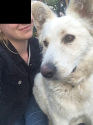 Hunde Zuhause 2019