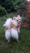 Hunde Zuhause 2020