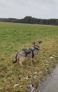 Hunde Zuhause 2022