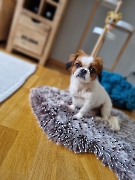 Lili im neuen Zuhause
