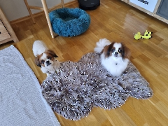 Lili (links) im neuen Zuhause