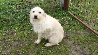 Mazli