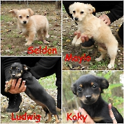 Koky, Seldon, Maylo und Ludwig sinnd vermittelt