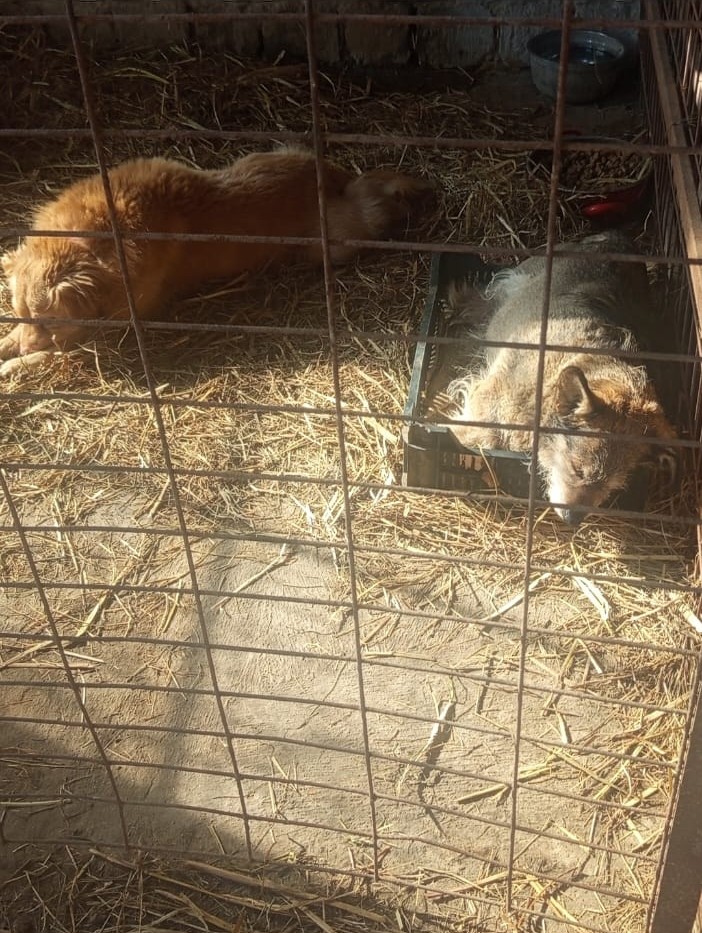 Hundehütte Detailansicht 1 - Datei: hundehütte1.jpg