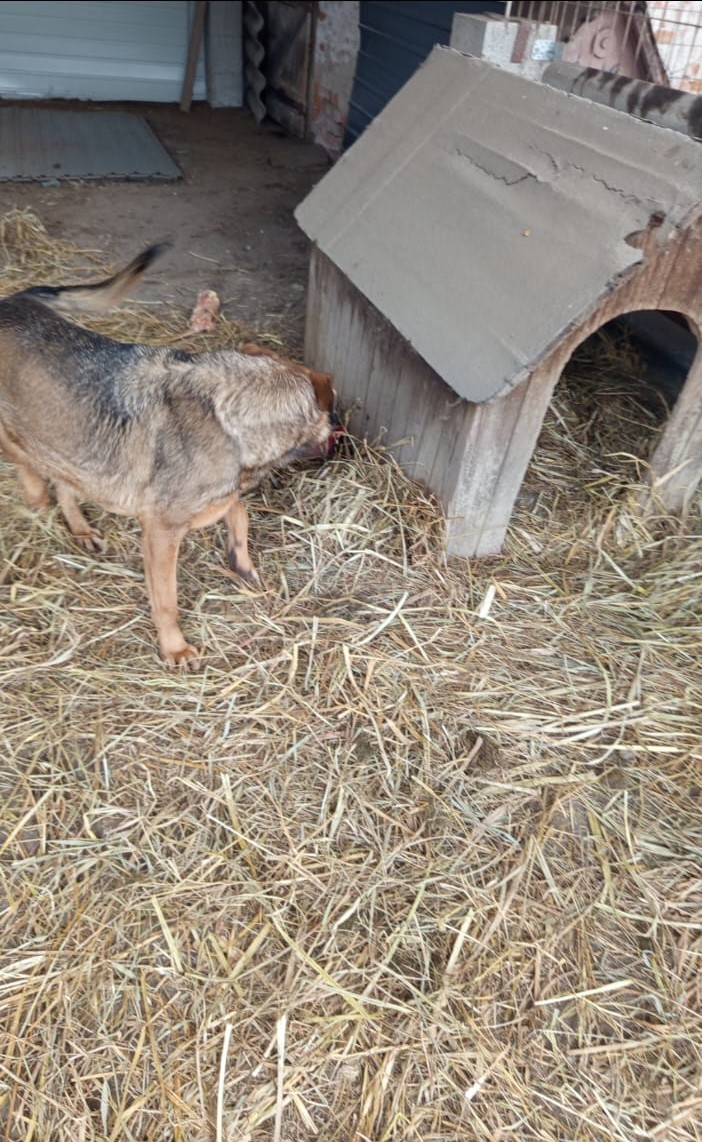 Hundehütte Detailansicht 2 - Datei: hundehütte2.jpg