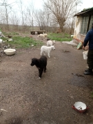 2 Hunde brauchen unsere Hilfe_6