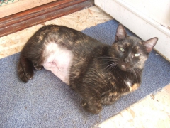 Danke Spenden für Katzen