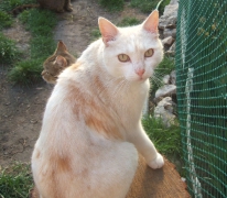 Hilferuf für Katzen_15
